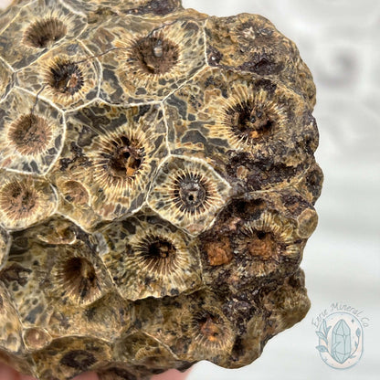 Coral Jade aka Fossilized Actinocyathus Coral Specimen
