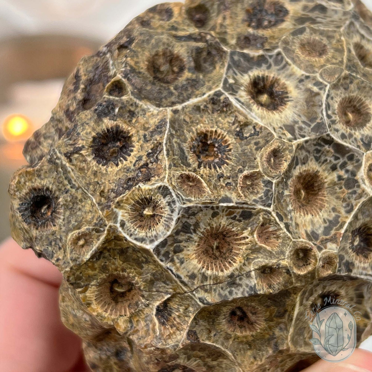 Coral Jade aka Fossilized Actinocyathus Coral Specimen