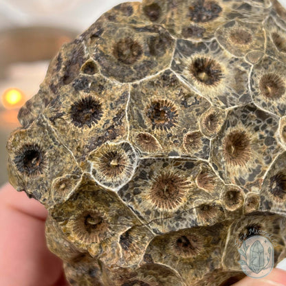 Coral Jade aka Fossilized Actinocyathus Coral Specimen