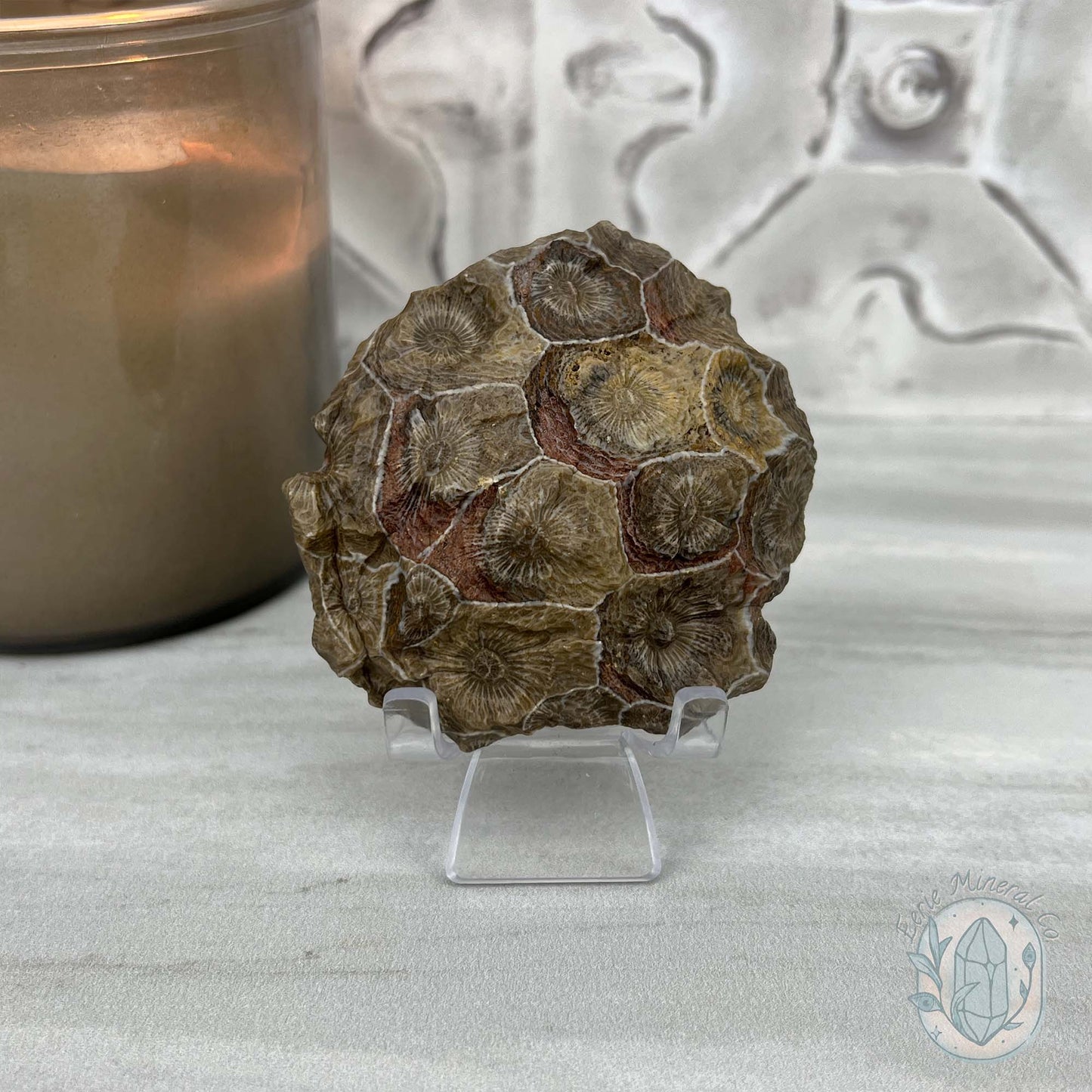 Coral Jade aka Fossilized Actinocyathus Coral Specimen