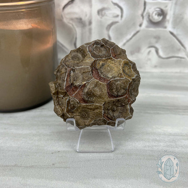 Coral Jade aka Fossilized Actinocyathus Coral Specimen