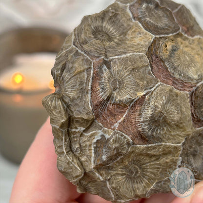 Coral Jade aka Fossilized Actinocyathus Coral Specimen