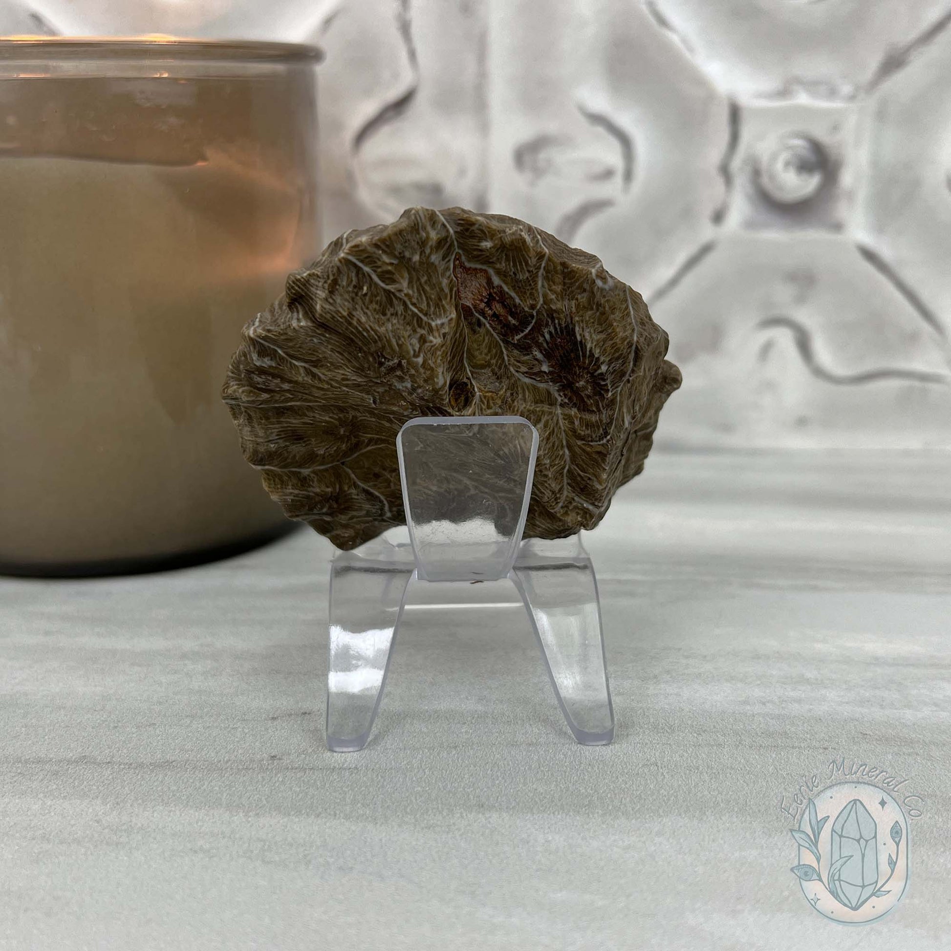 Coral Jade aka Fossilized Actinocyathus Coral Specimen
