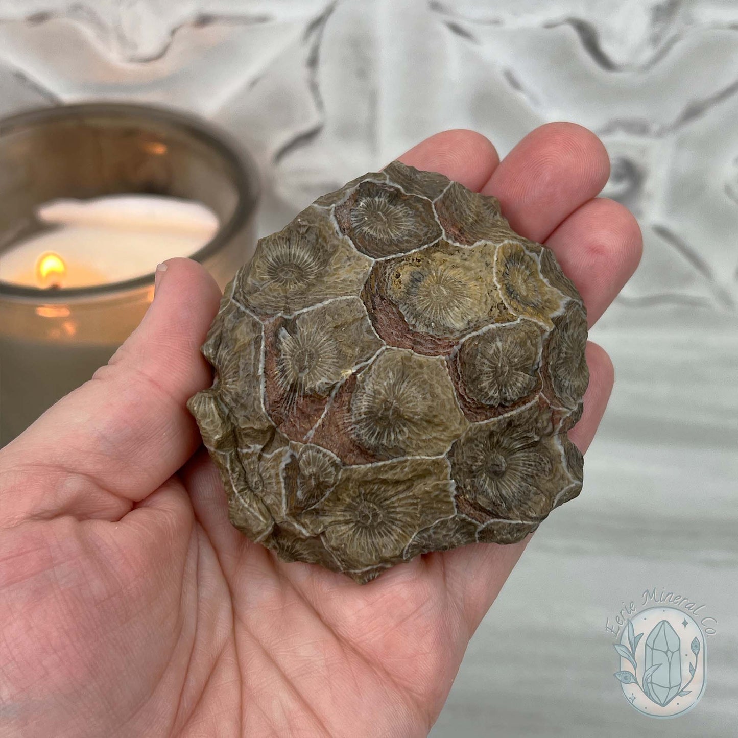 Coral Jade aka Fossilized Actinocyathus Coral Specimen