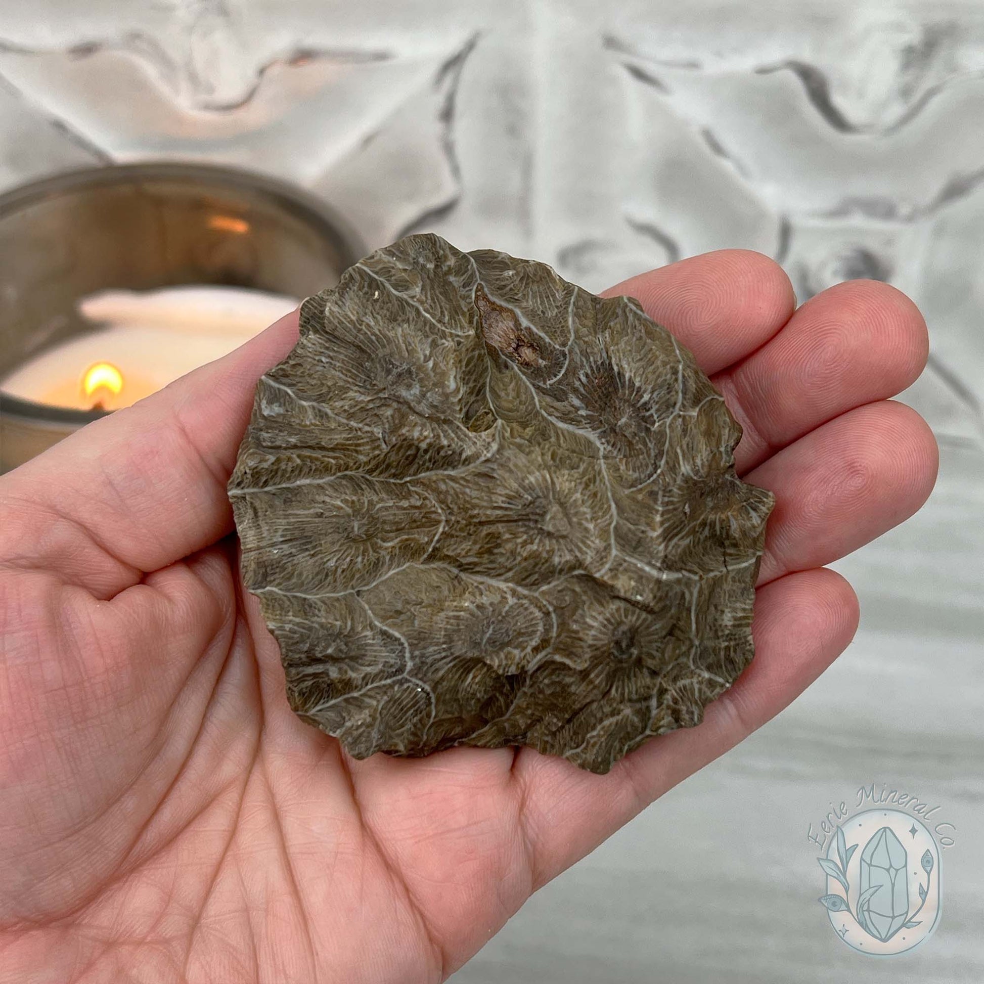 Coral Jade aka Fossilized Actinocyathus Coral Specimen