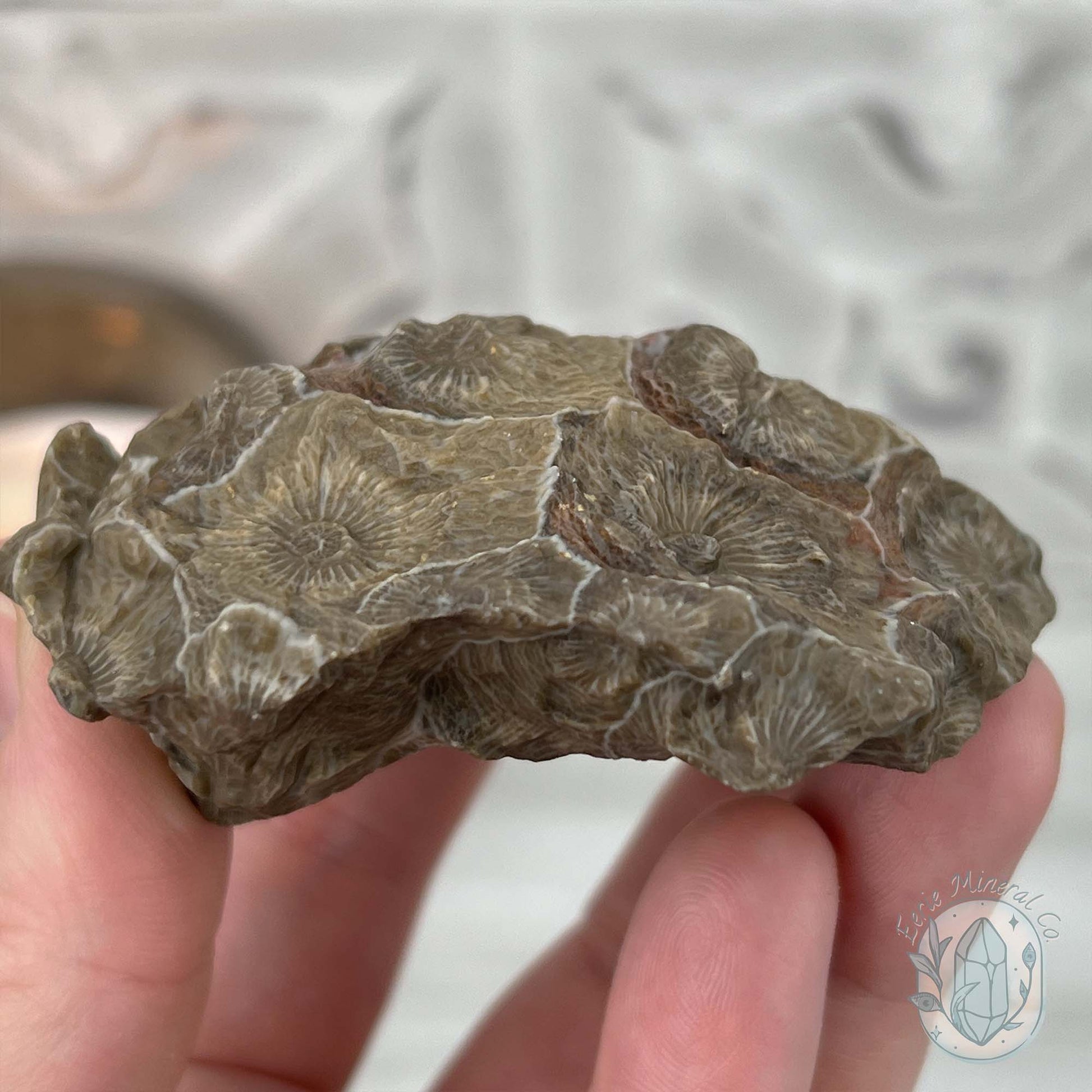 Coral Jade aka Fossilized Actinocyathus Coral Specimen