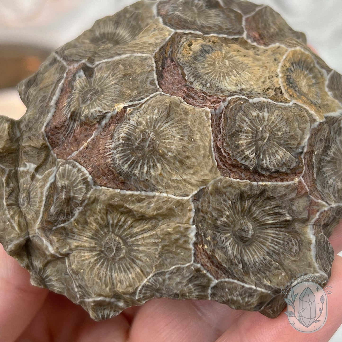 Coral Jade aka Fossilized Actinocyathus Coral Specimen