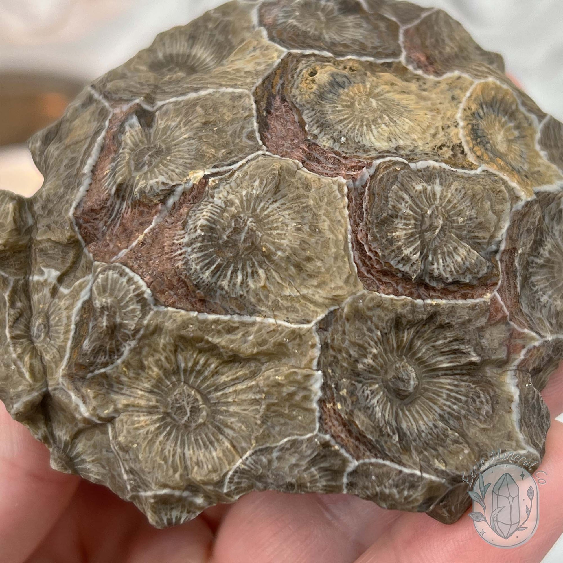 Coral Jade aka Fossilized Actinocyathus Coral Specimen
