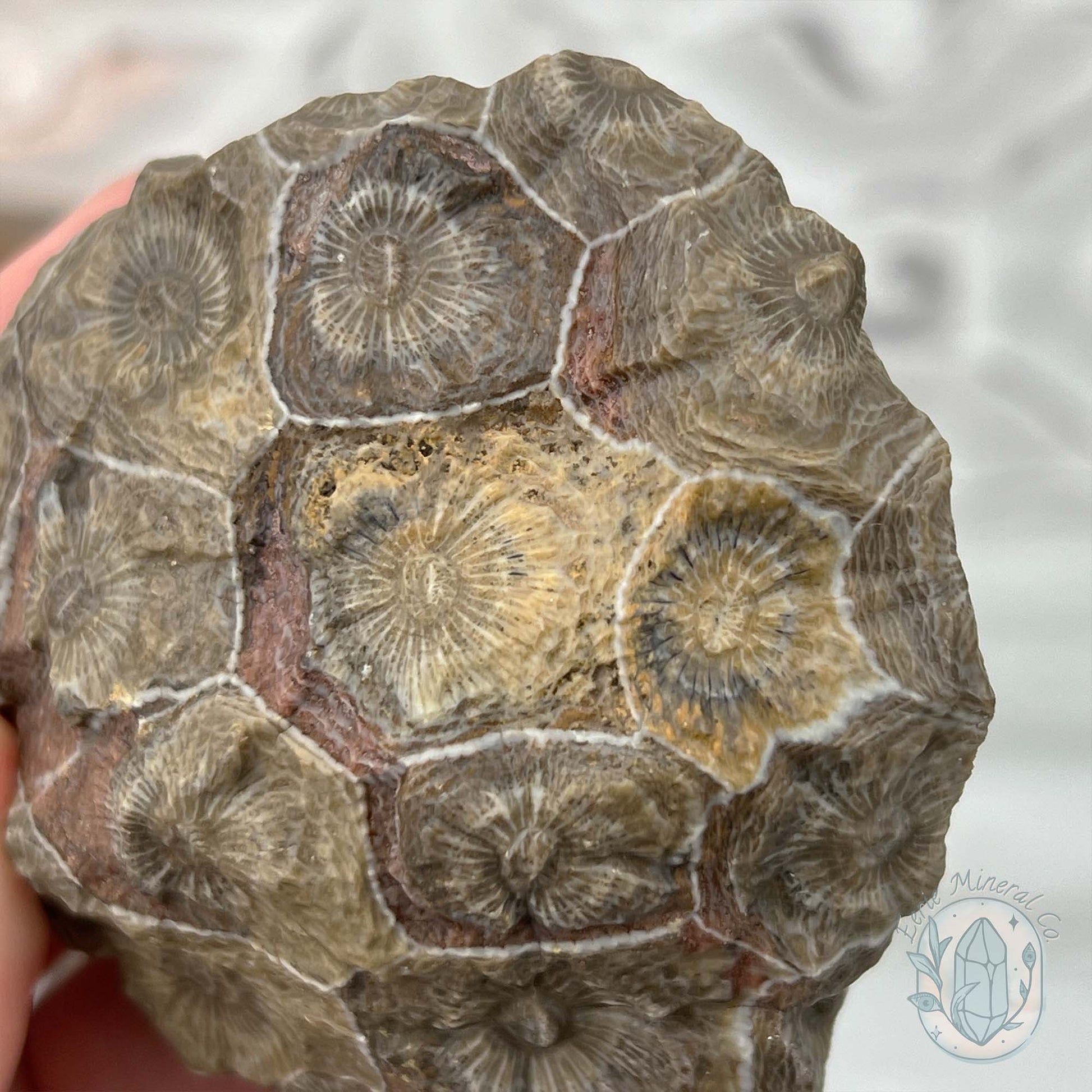 Coral Jade aka Fossilized Actinocyathus Coral Specimen
