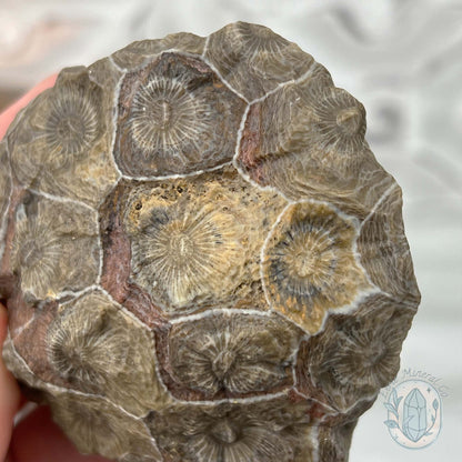 Coral Jade aka Fossilized Actinocyathus Coral Specimen