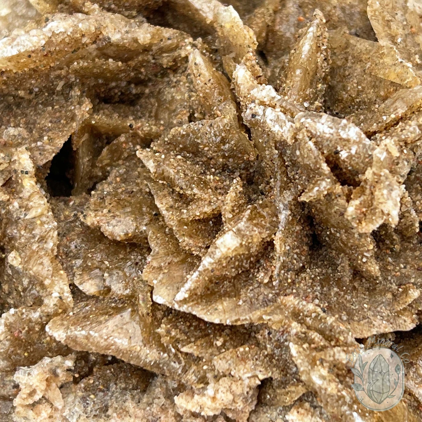 Desert Rose (Gypsum) Hedgehog Specimen