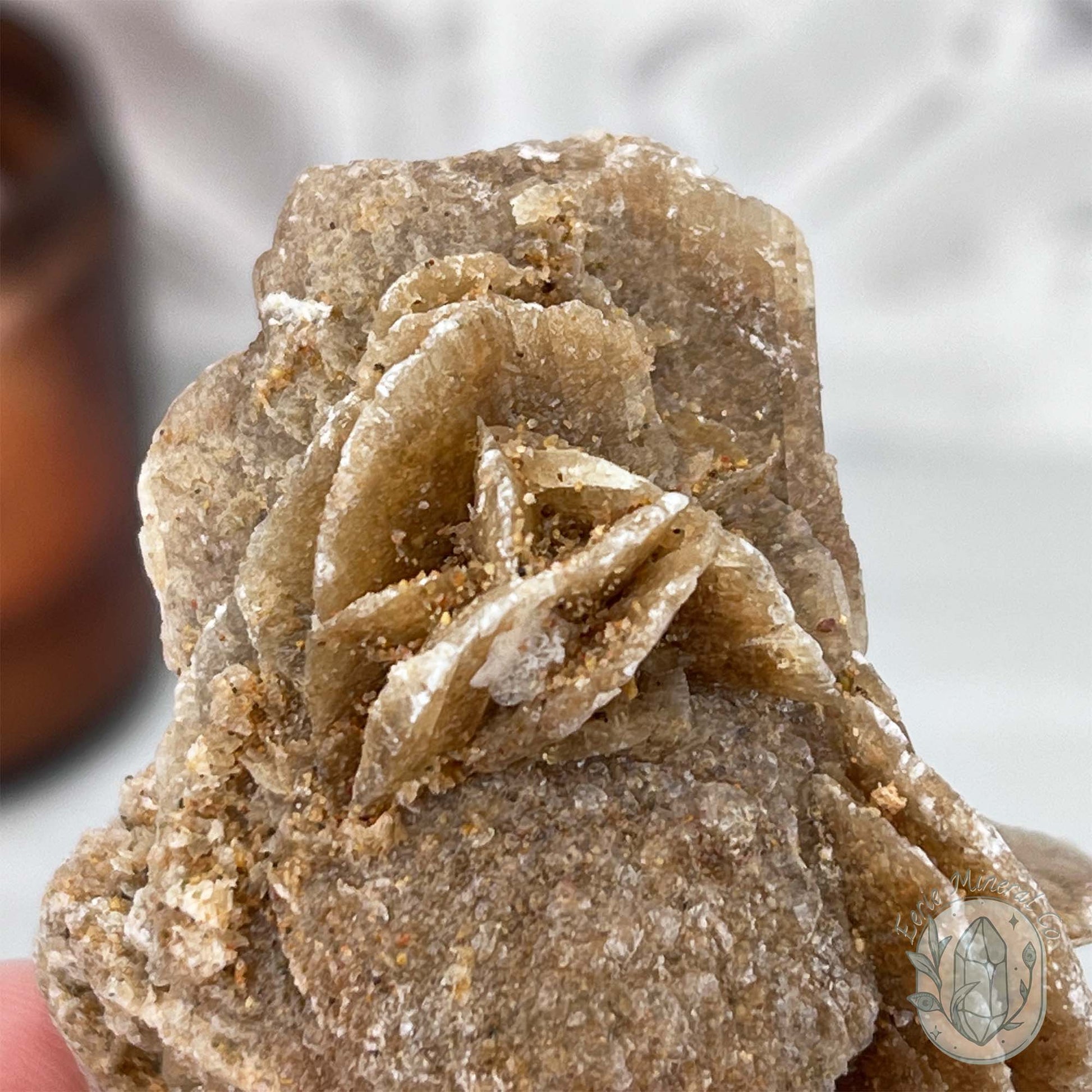 Desert Rose (Gypsum) Hedgehog Specimen