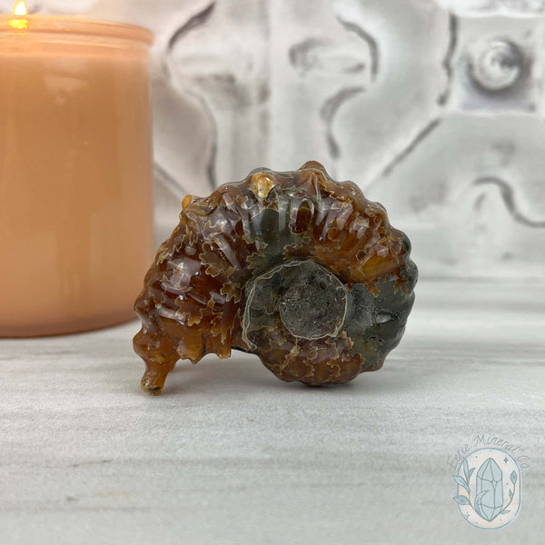 Douvilleiceras Ammonite Fossil with Pyrite from Madagascar