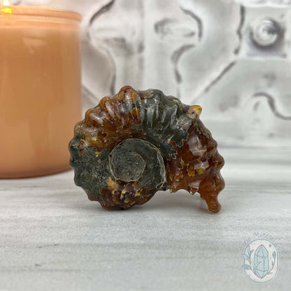 Douvilleiceras Ammonite Fossil with Pyrite from Madagascar