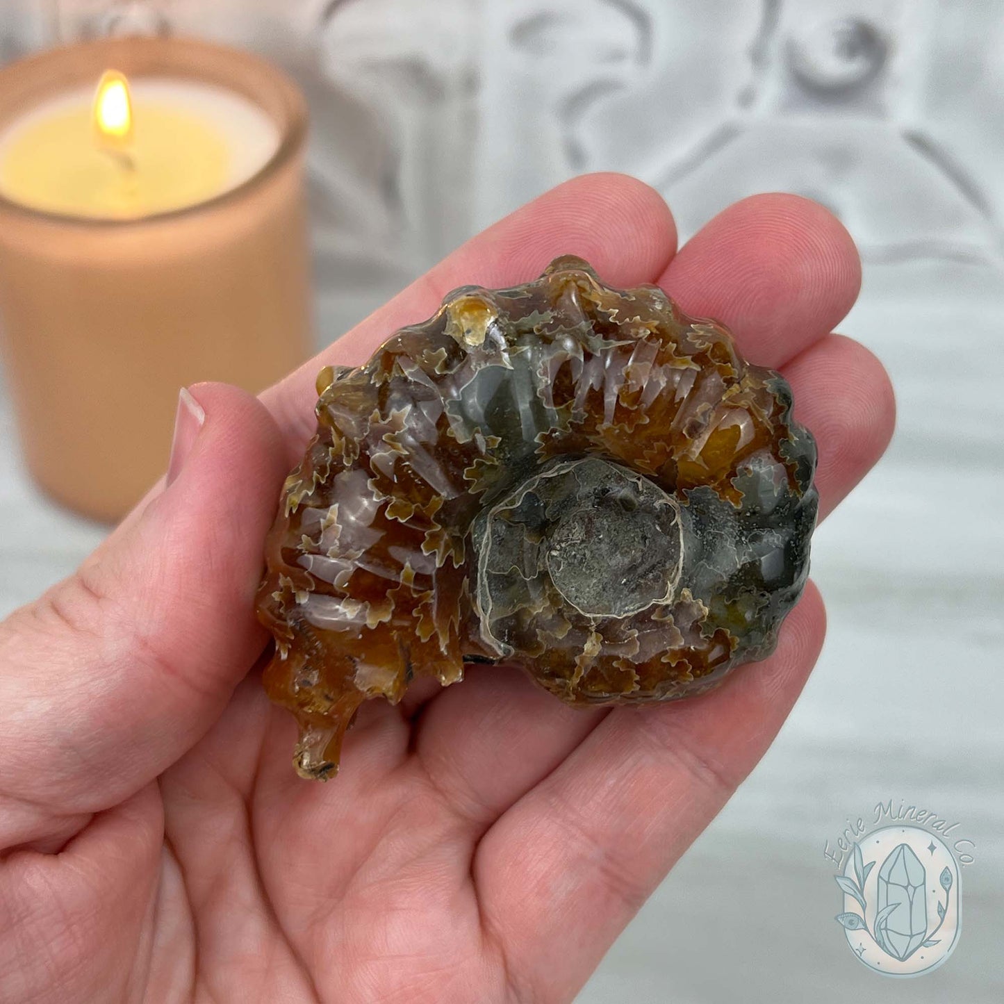 Douvilleiceras Ammonite Fossil with Pyrite from Madagascar