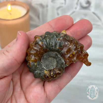 Douvilleiceras Ammonite Fossil with Pyrite from Madagascar