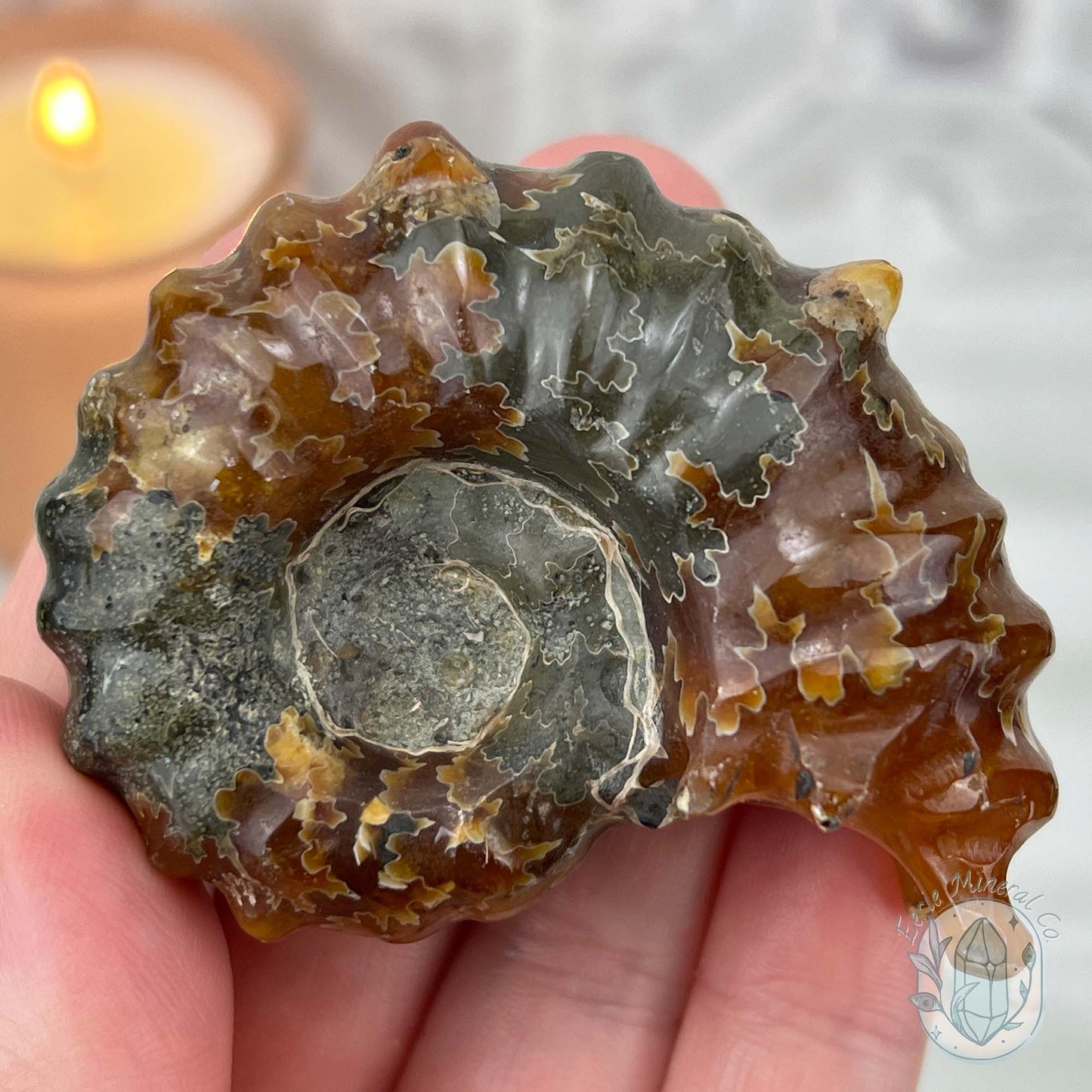 Douvilleiceras Ammonite Fossil with Pyrite from Madagascar