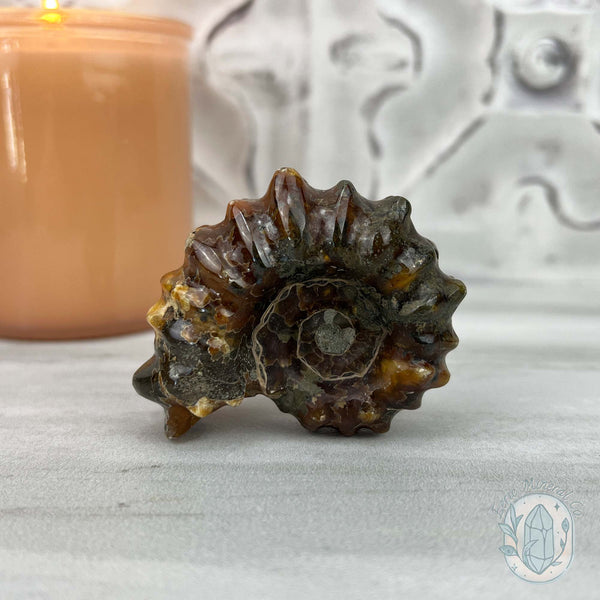 Douvilleiceras Ammonite Fossil with Pyrite from Madagascar