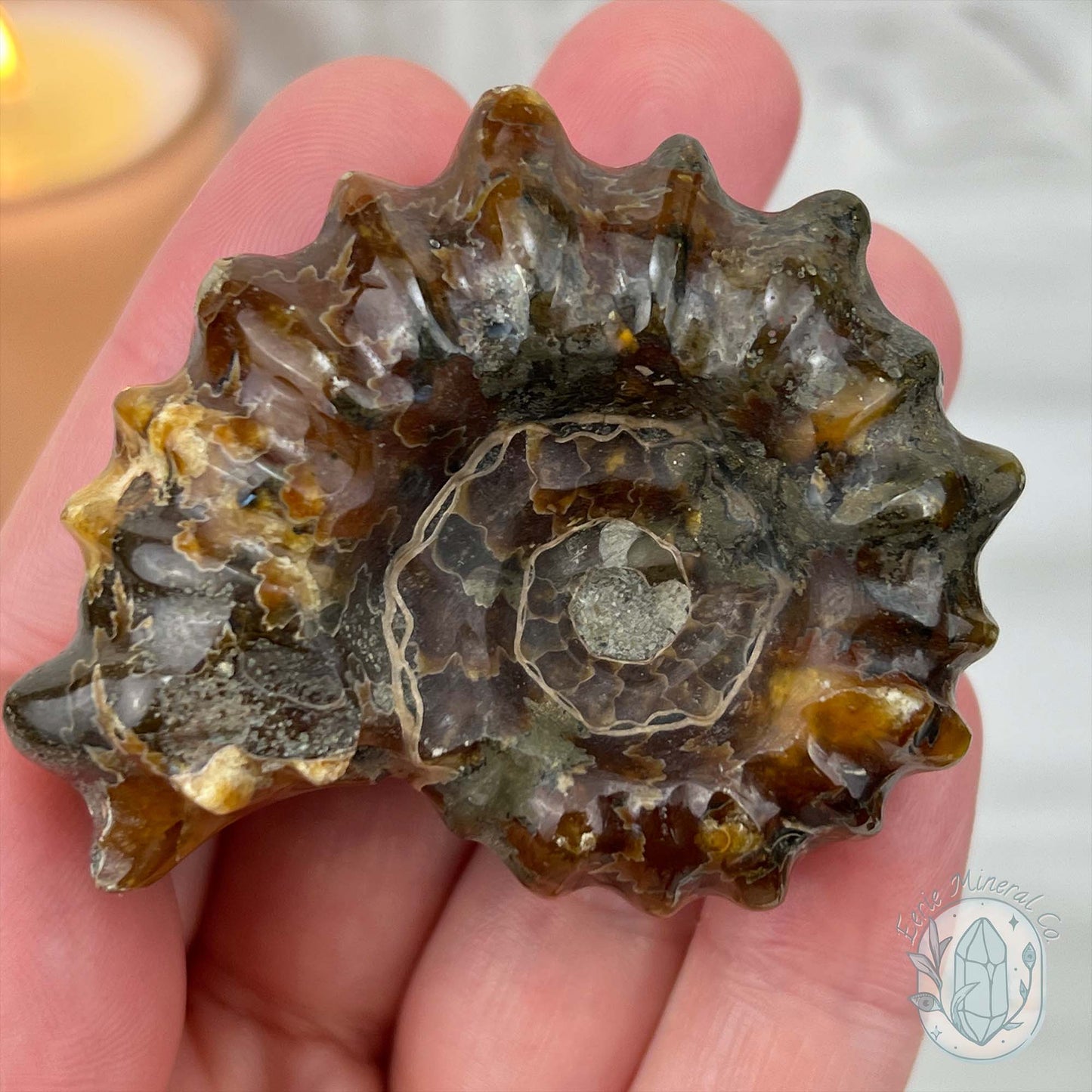 Douvilleiceras Ammonite Fossil with Pyrite from Madagascar