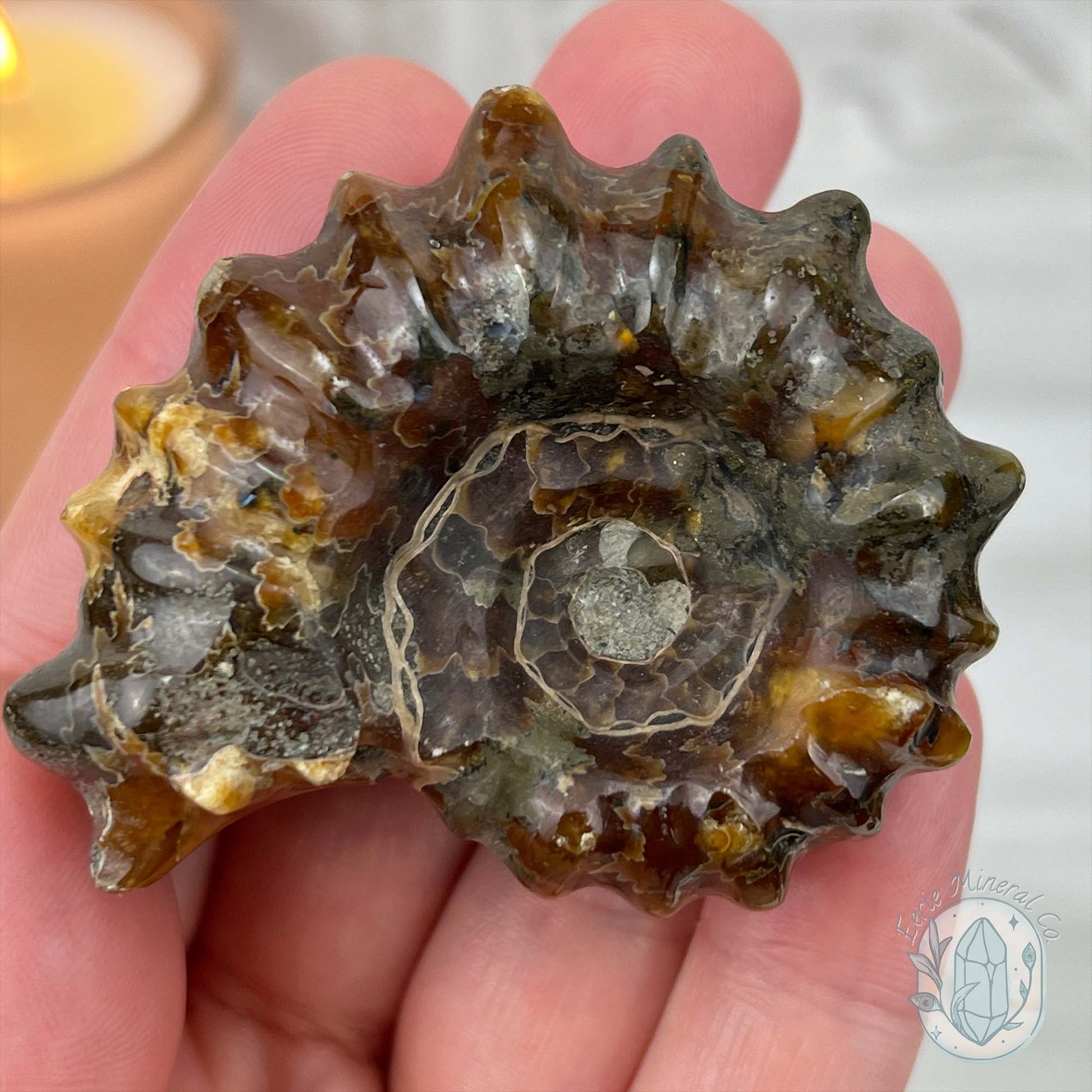 Douvilleiceras Ammonite Fossil with Pyrite from Madagascar