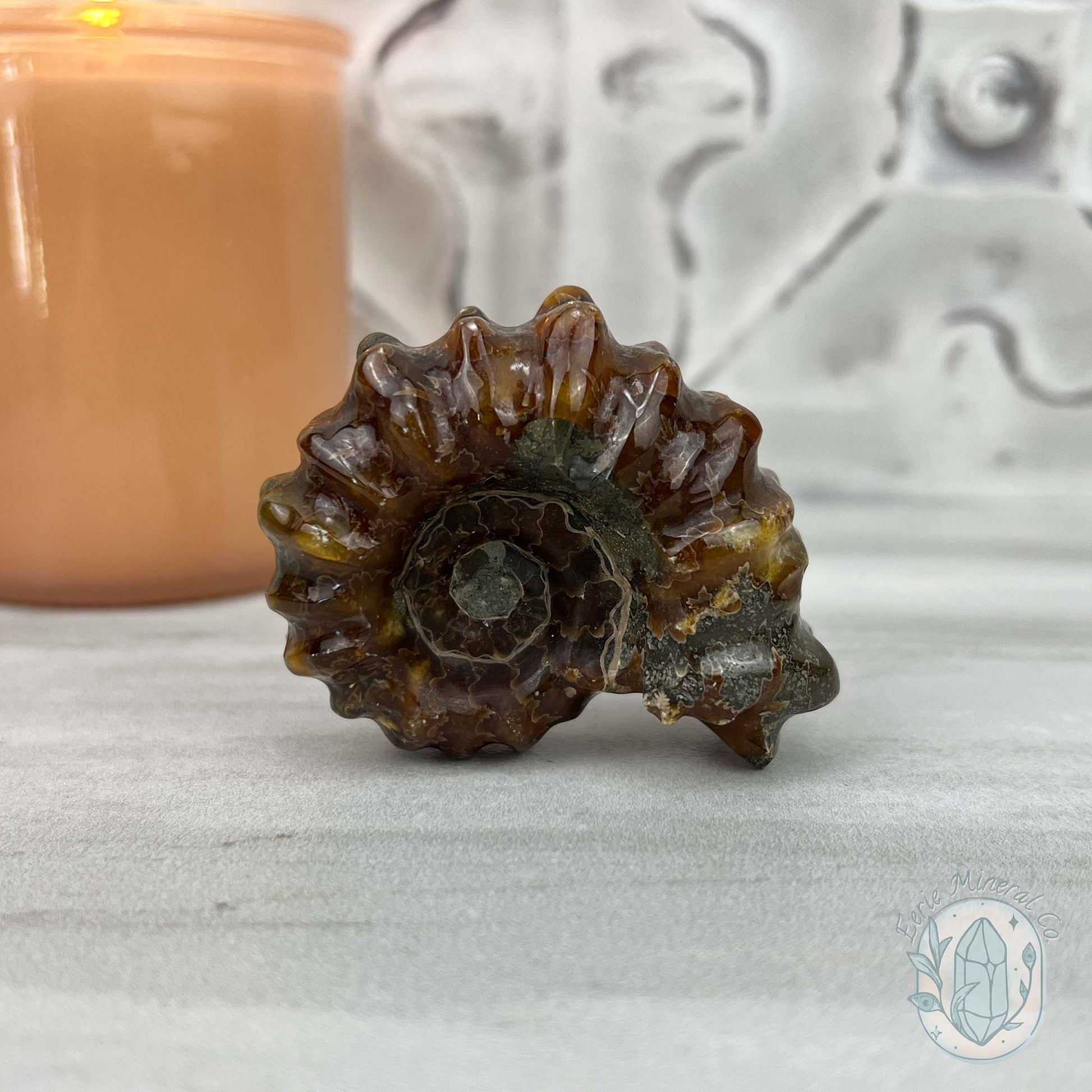 Douvilleiceras Ammonite Fossil with Pyrite from Madagascar