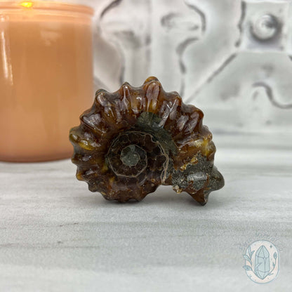 Douvilleiceras Ammonite Fossil with Pyrite from Madagascar
