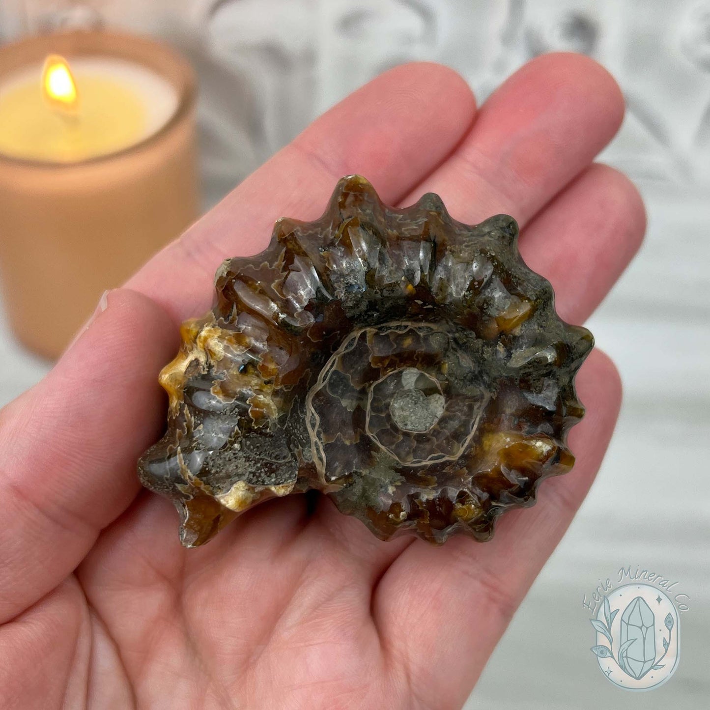 Douvilleiceras Ammonite Fossil with Pyrite from Madagascar