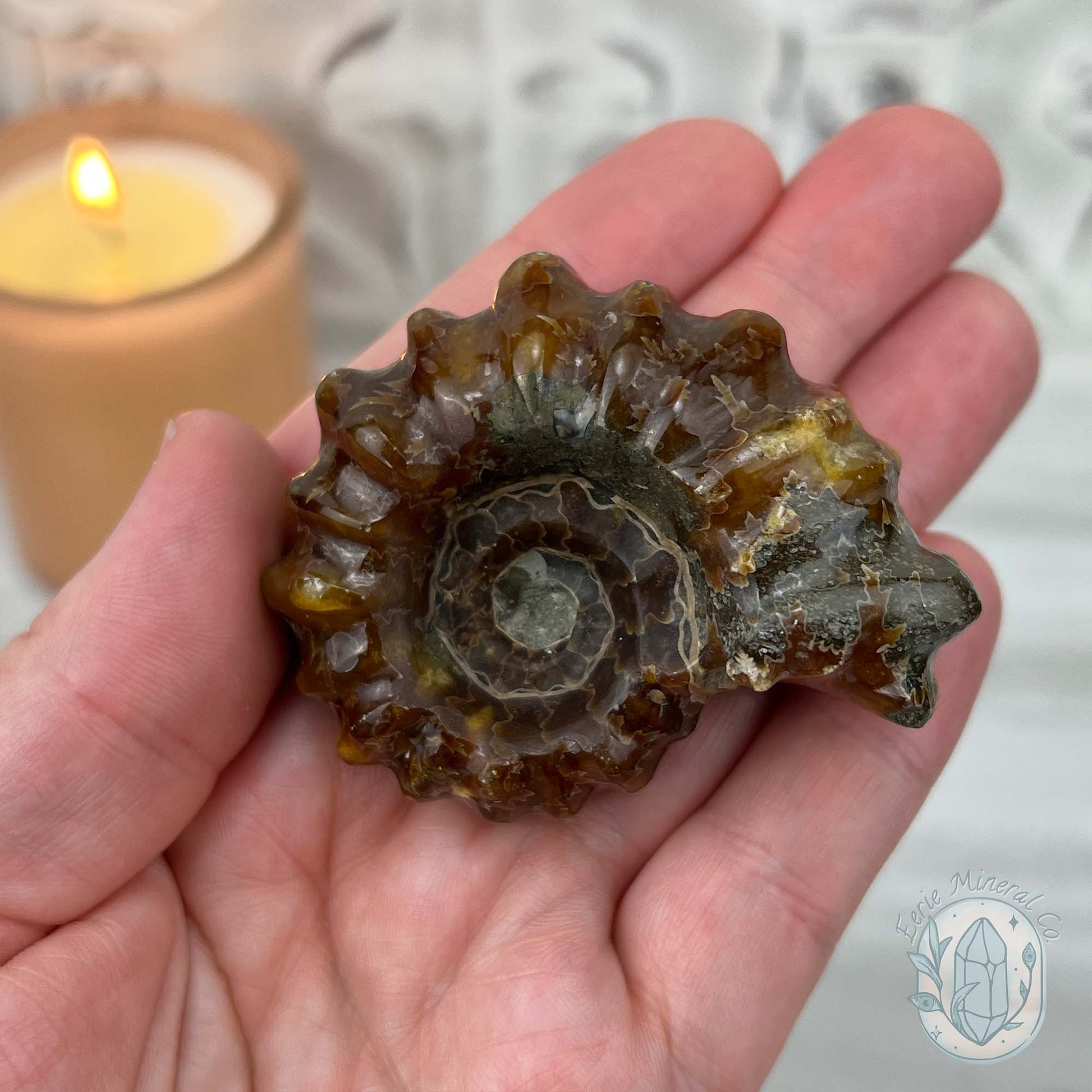 Douvilleiceras Ammonite Fossil with Pyrite from Madagascar