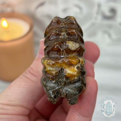 Douvilleiceras Ammonite Fossil with Pyrite from Madagascar
