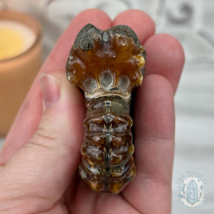 Douvilleiceras Ammonite Fossil with Pyrite from Madagascar