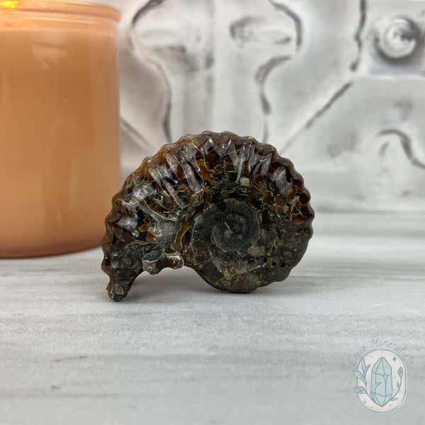 Douvilleiceras Ammonite Fossil with Pyrite from Madagascar