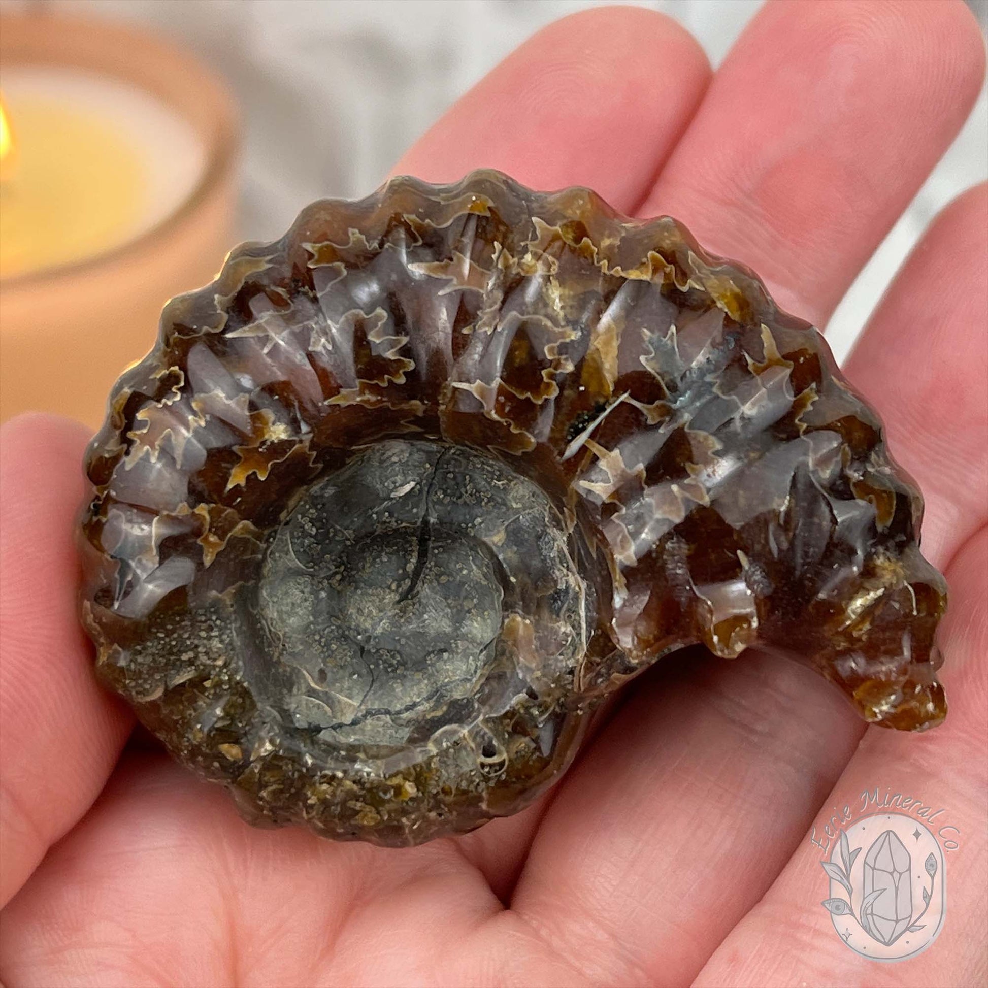 Douvilleiceras Ammonite Fossil with Pyrite from Madagascar