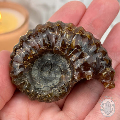 Douvilleiceras Ammonite Fossil with Pyrite from Madagascar