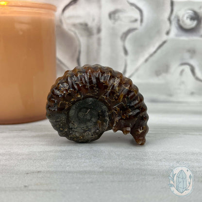 Douvilleiceras Ammonite Fossil with Pyrite from Madagascar