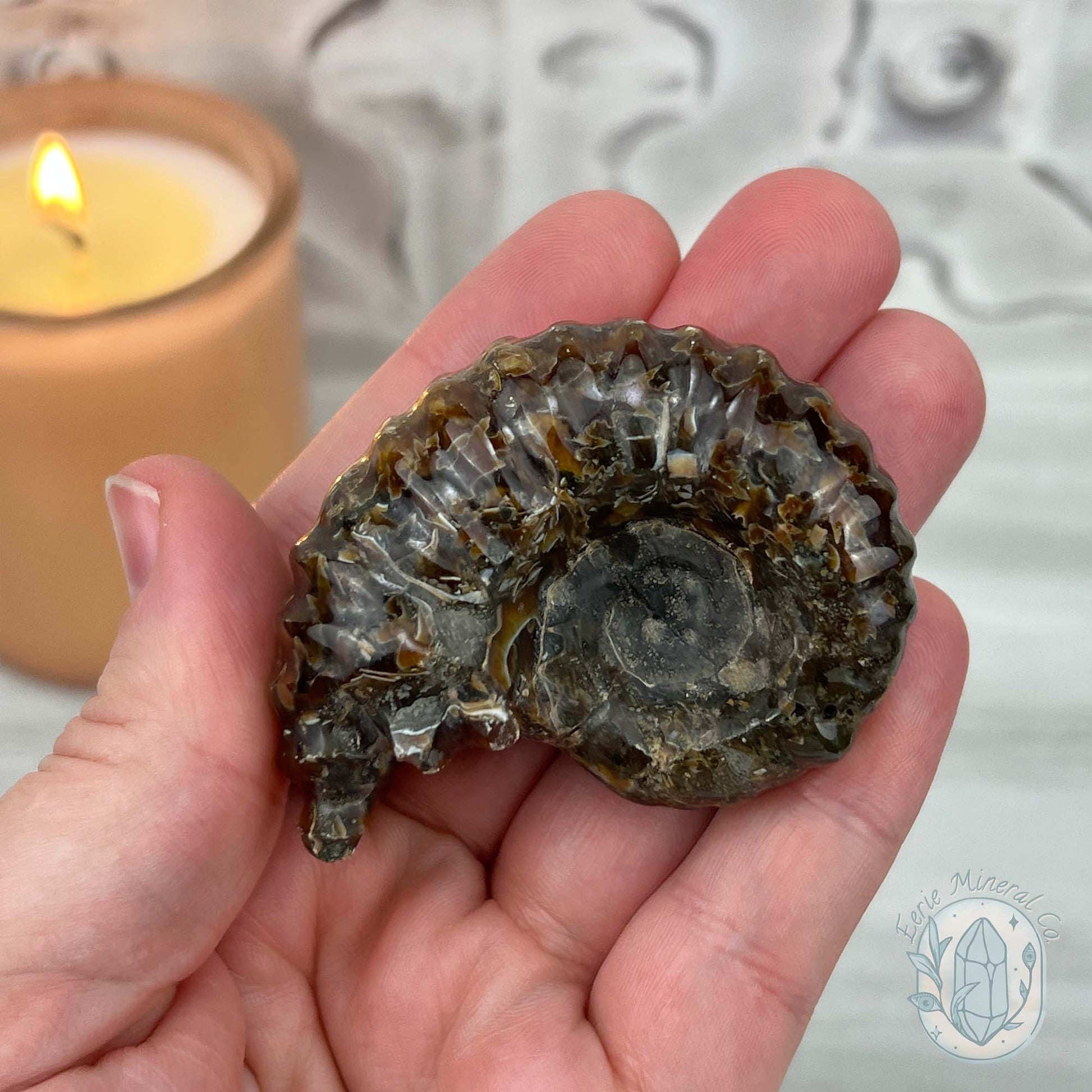 Douvilleiceras Ammonite Fossil with Pyrite from Madagascar