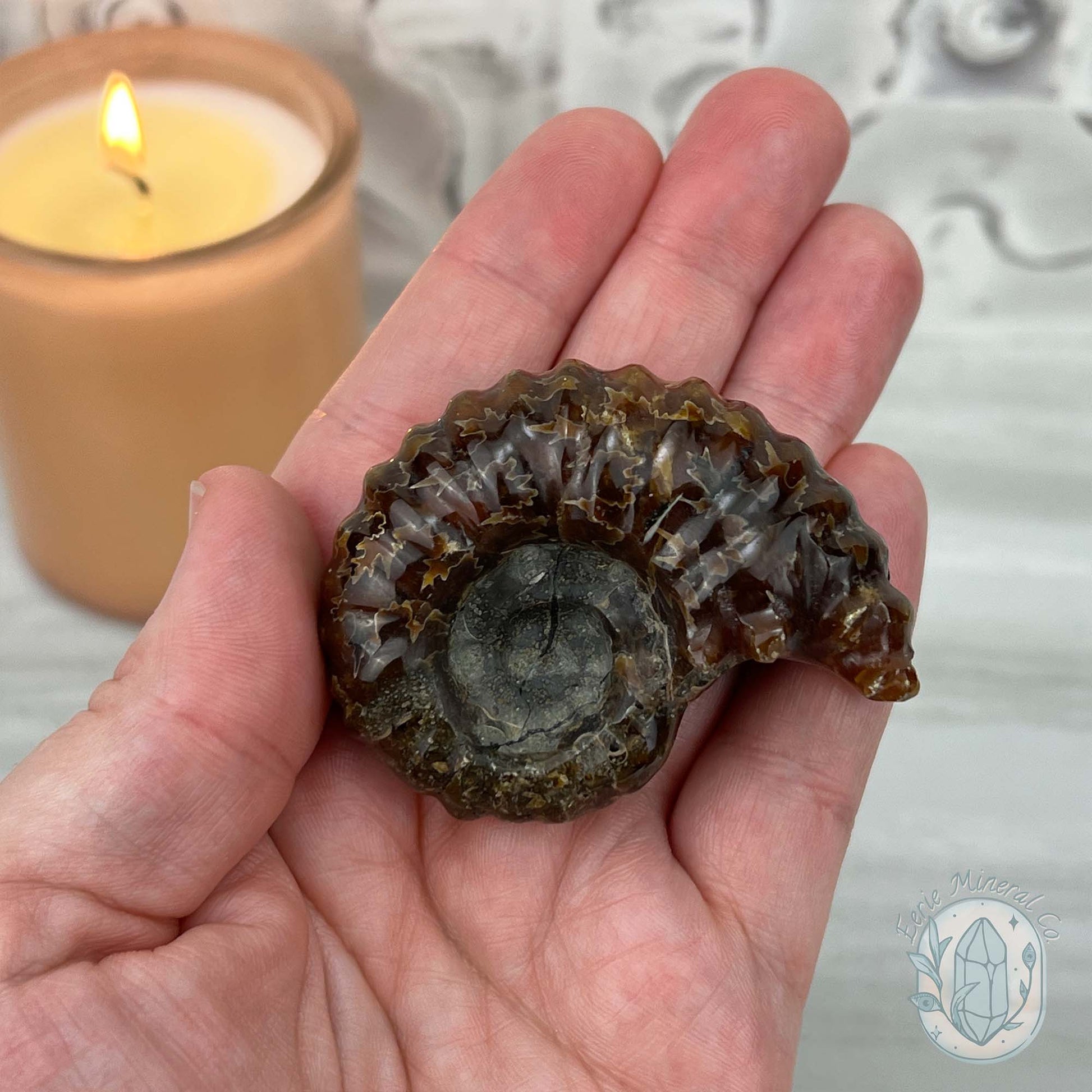 Douvilleiceras Ammonite Fossil with Pyrite from Madagascar