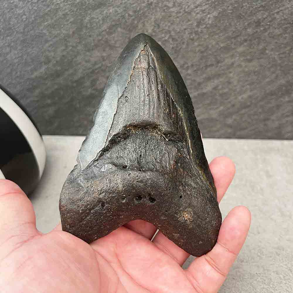 Natural Megalodon Tooth