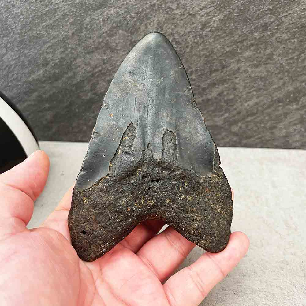 Natural Megalodon Tooth