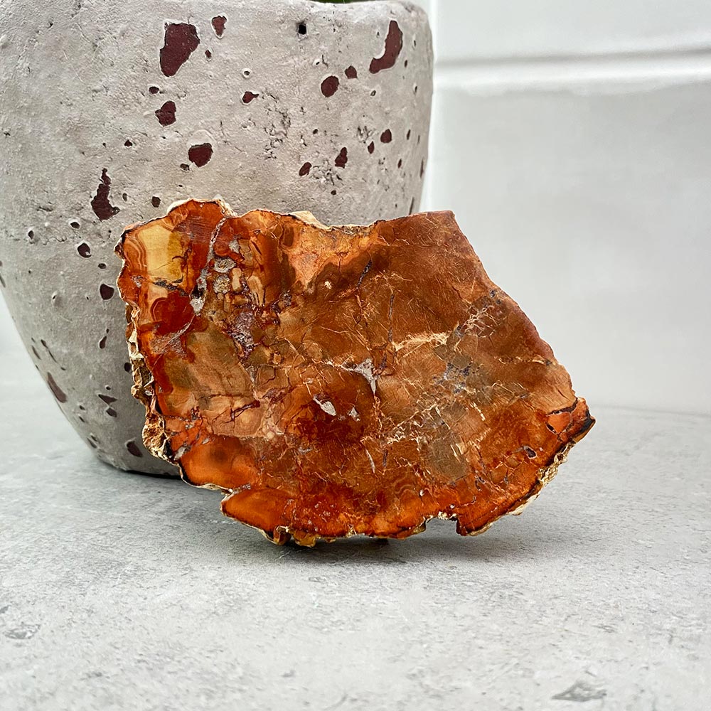 Polished Petrified Wood