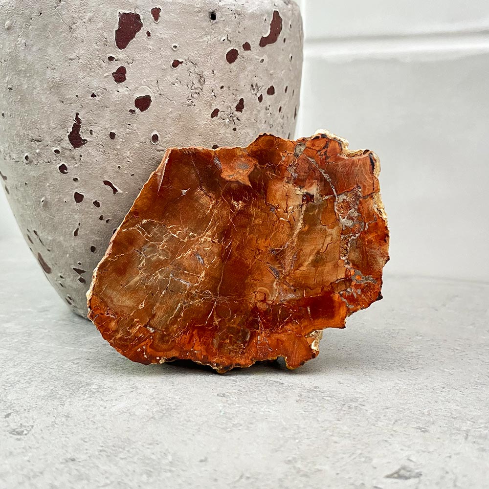 Polished Petrified Wood