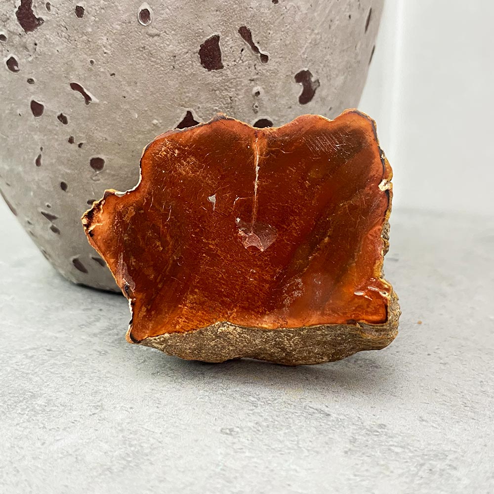 Polished Petrified Wood