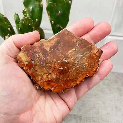 Polished Petrified Wood