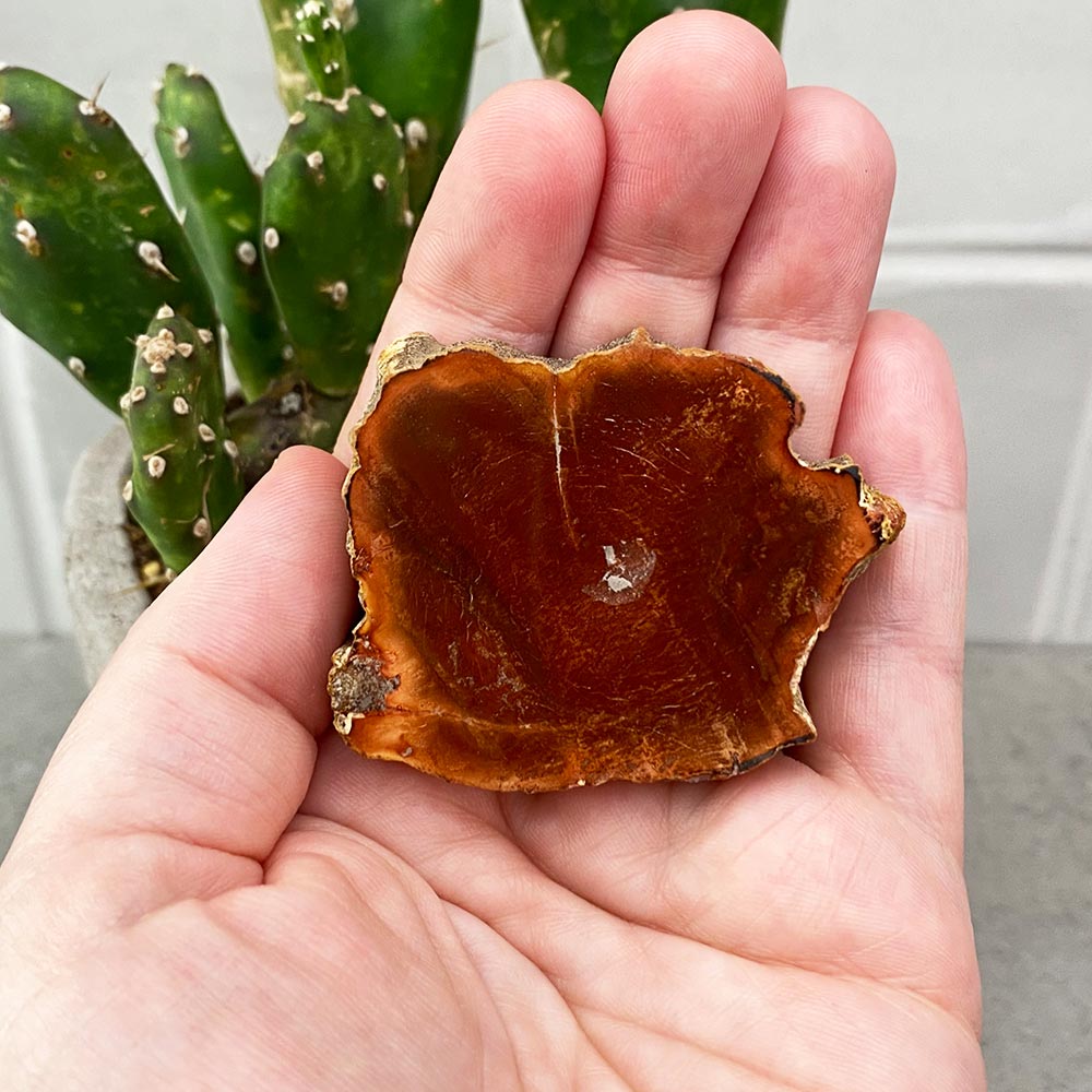 Polished Petrified Wood