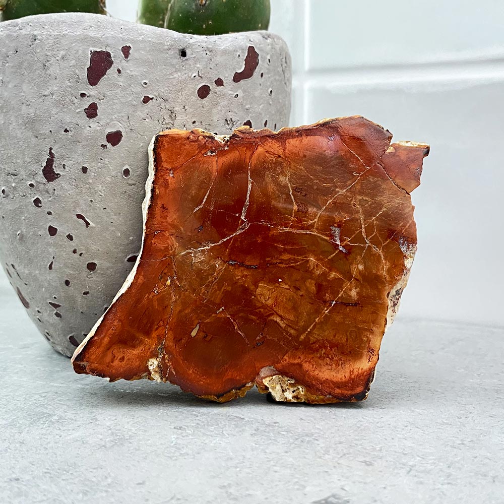 Polished Petrified Wood