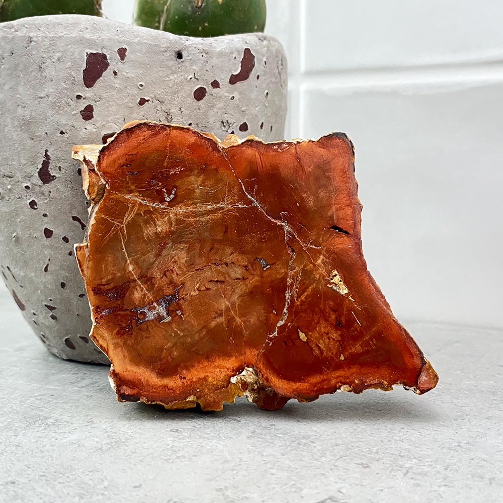 Polished Petrified Wood
