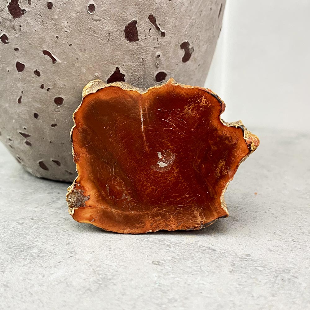 Polished Petrified Wood