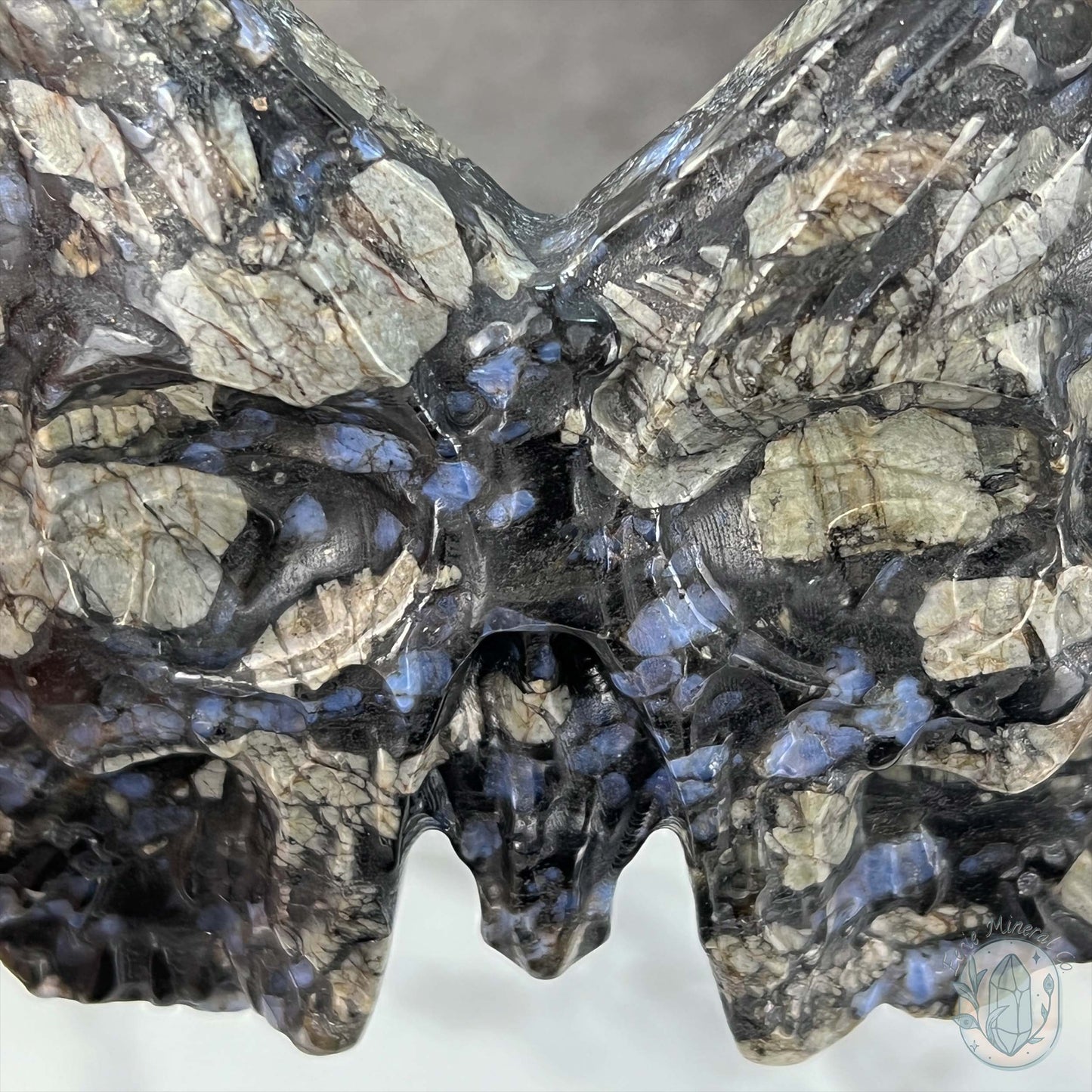 Polished Que Sera Death's Head Moth Carving
