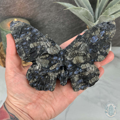 Polished Que Sera Death's Head Moth Carving