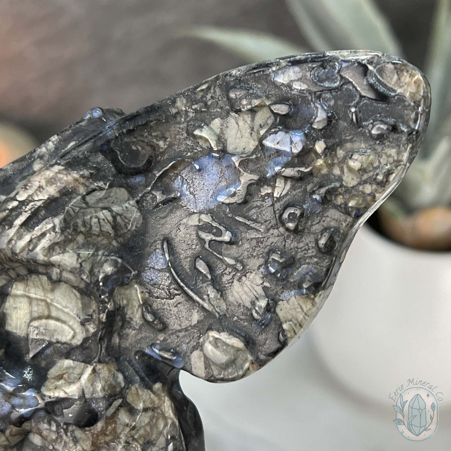 Polished Que Sera Death's Head Moth Carving
