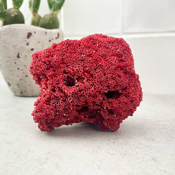 natural red coral specimen